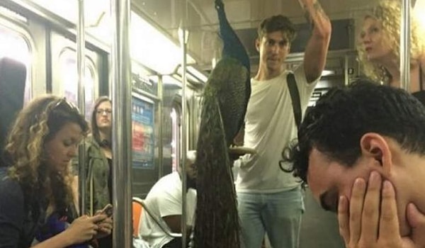 16. Ну а как вы думали передвигаются по городу павлины?