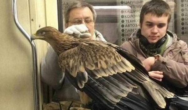 24. Пернатые частые гости метро