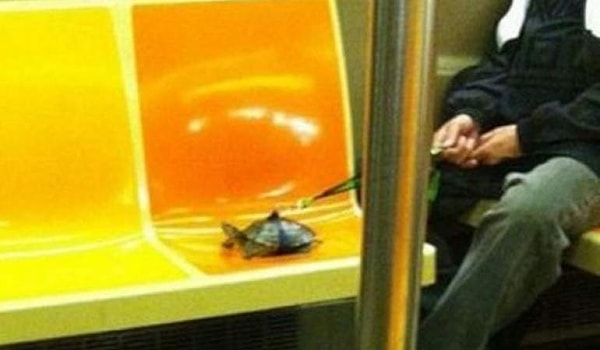 25. Как выяснилось, черепахи на поводках тоже :)