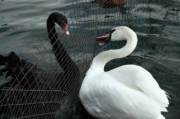 6. Когда притяжение сильнее