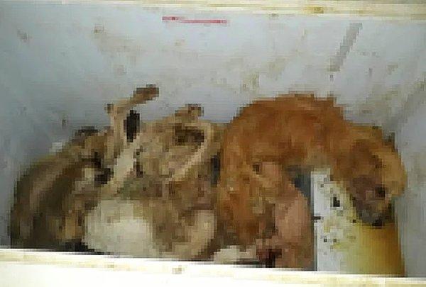 İzmir Seferihisar'da bulunan hayvan barınağında cansız köpeklere ait görüntüler bulundu.