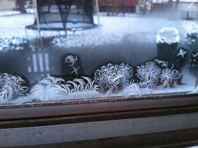 13. "Penceremdeki buzlar Dr. Seuss çizimine benziyor."