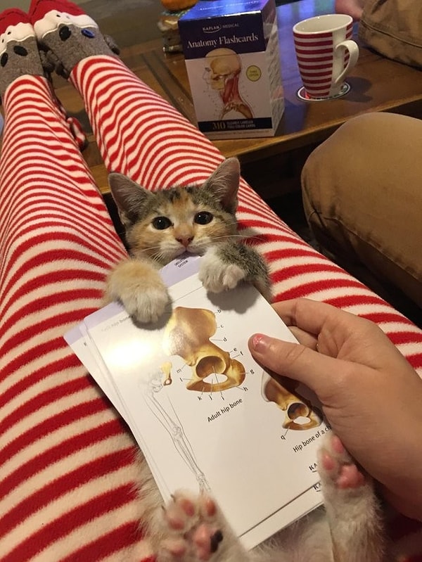 3. «Приходится еще и воспитывать котю, пока я учусь на врача»