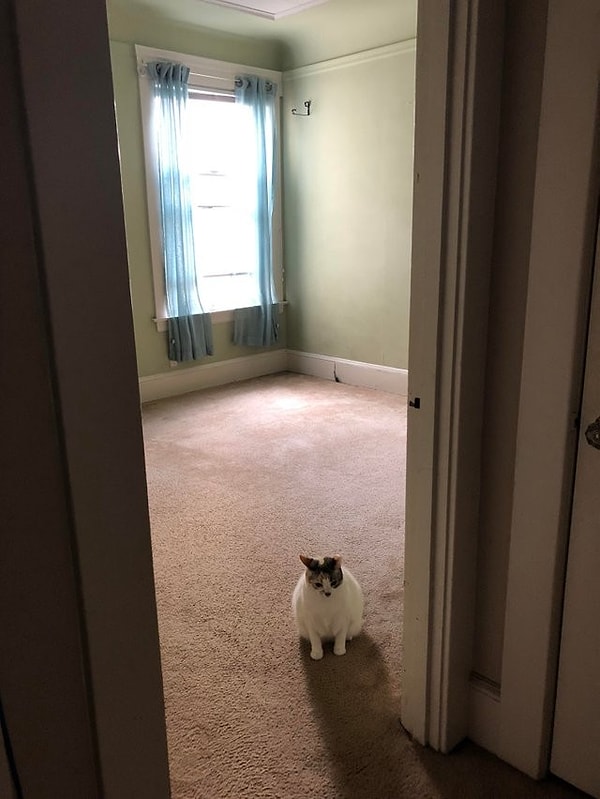 16. «Брат вчера от нас съехал. Проснулся и увидел, как кот грустит по нему»