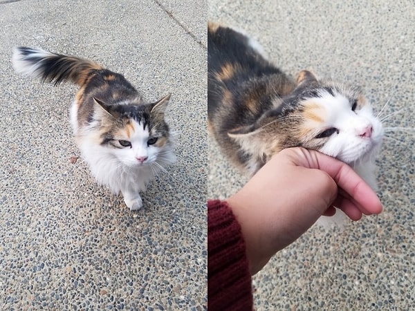 15. «Нашел на улице очаровательную малышку, которая просто хотела немного ласки»