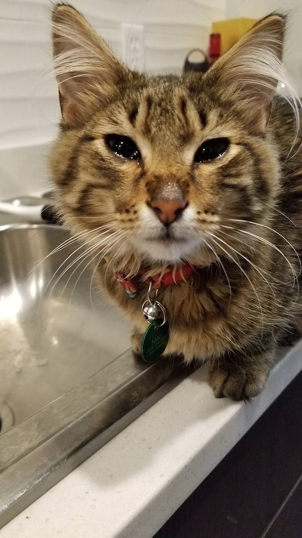 24. «Он просто не хотел отходить от меня, пока я резала лук на ужин»