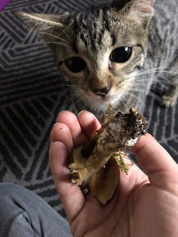 23. «Он всегда приносит мне в подарок грибы. Ни мышей, ни других грызунов. Всегда грибы»