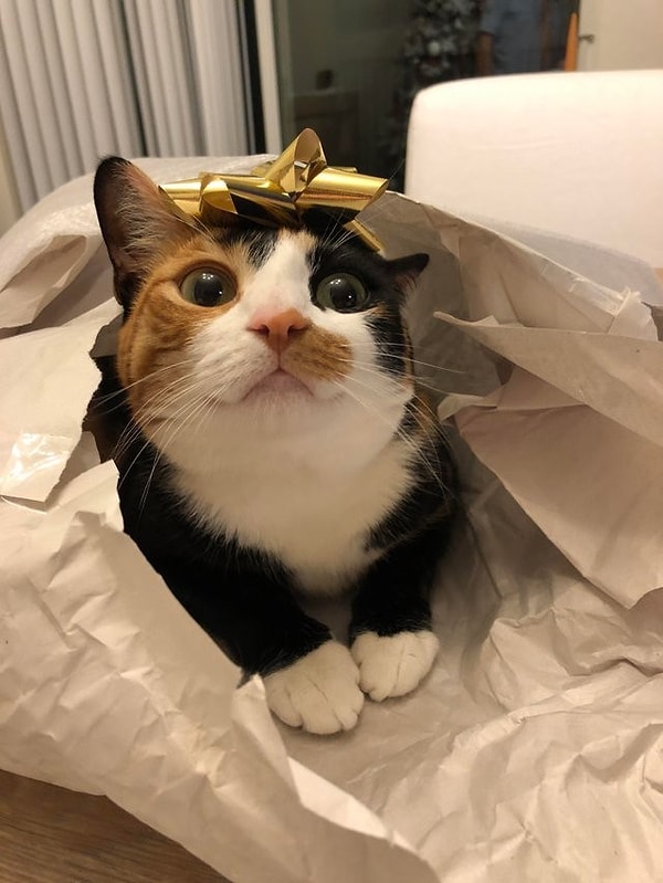 25. «Положил на голову кошки бантик с рождественского подарка. Ее реакция просто очаровательна»