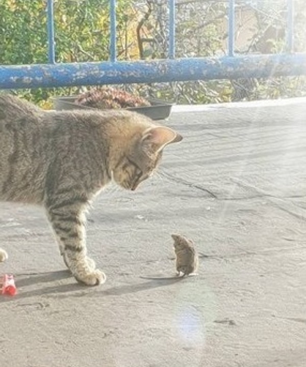 20. «Я взял Симбу, чтобы он охотился на мышей. А он вместо этого взял и подружился с мышкой»