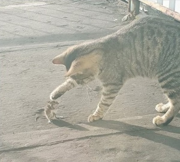 20. «Я взял Симбу, чтобы он охотился на мышей. А он вместо этого взял и подружился с мышкой»