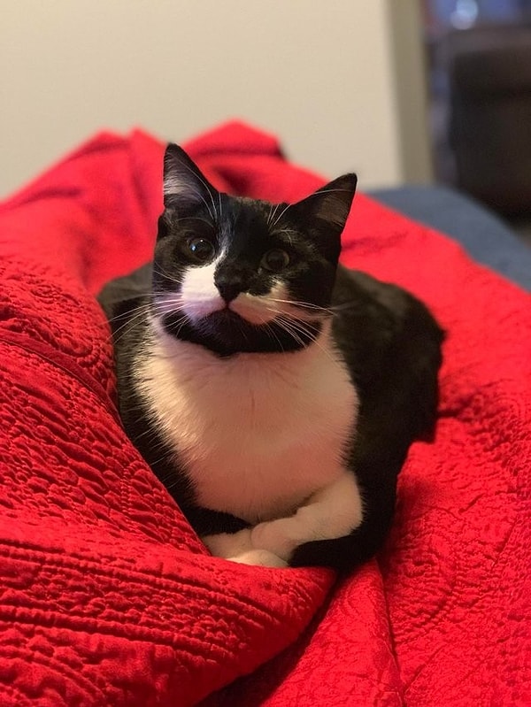 27. «Взял из приюта кота и думал, что он меня ненавидит, потому что котей на меня даже не смотрел. А сегодня проснулся и увидел его сидящем на кровати перед моим лицом»