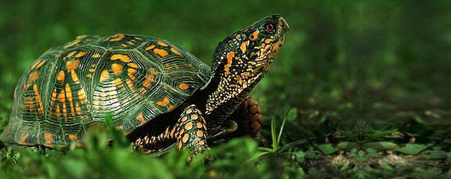 10. Kaplumbağaların bazı türleri popolarından nefes alabilir.