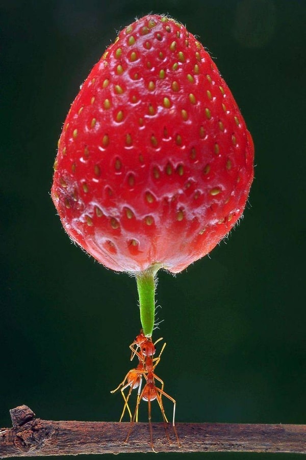 31. Раз-два! Подняли и понесли, мужики!