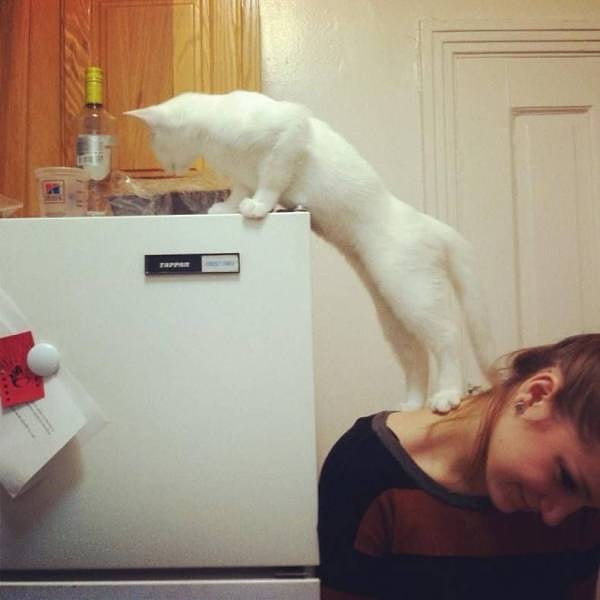 39. Подсади-ка меня, хозяйка, оттуда тянет сосисками...