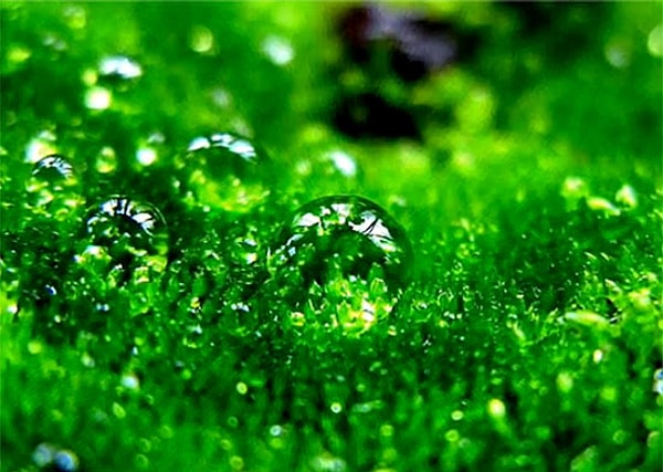 Вам нужен искренний человек