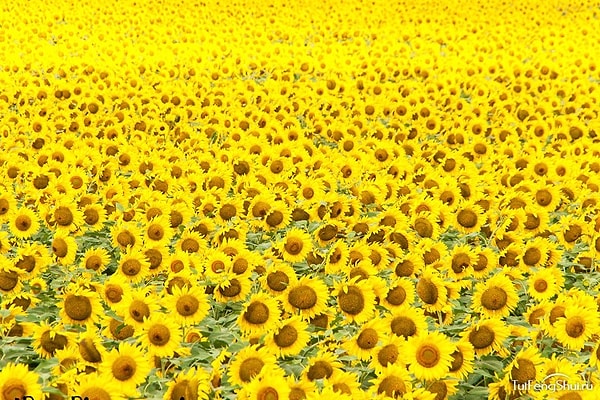 Вам нужен веселый и легкий на подъем человек