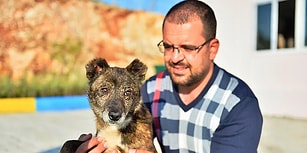 'Ayaz'ın Dünyası Aydınlandı! Mardin'de Bir Köpeğe Katarakt Ameliyatı Yapıldı