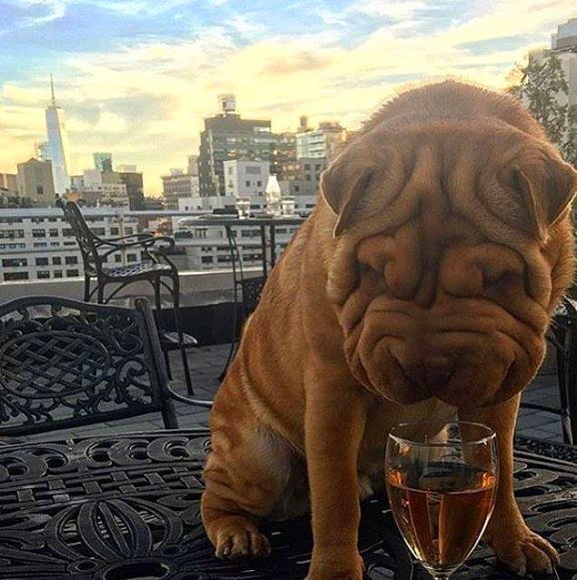 17. New York'da gün batımını izleyen şanslı köpek, şarabın ne olduğunu anlamaya çalışıyor.