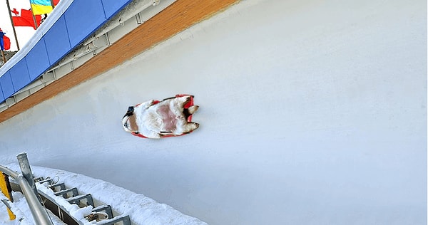 2. Ну а дальше, как и полагается, пользователи Сети решили устроить приключения для спящего песика