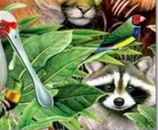 3. Если вы увидели енота: