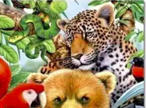 4. Если вы увидели леопарда: