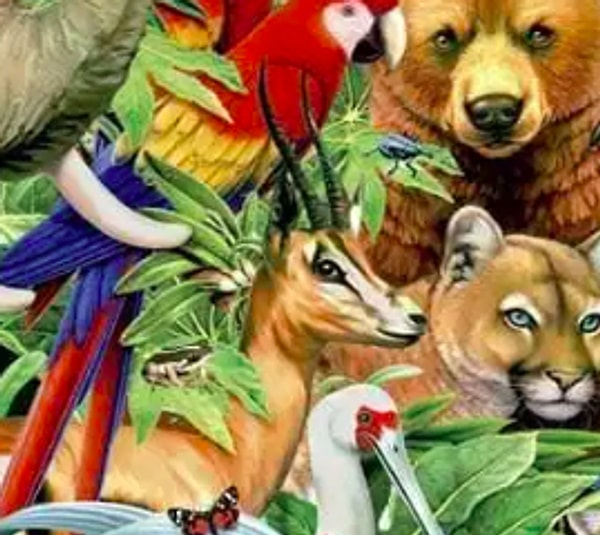 5. Если вы увидели газель: