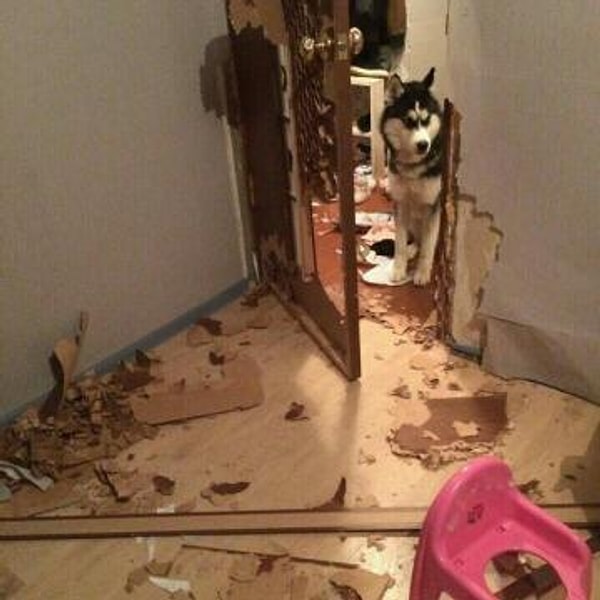 7. "Отдам хаски бесплатно"