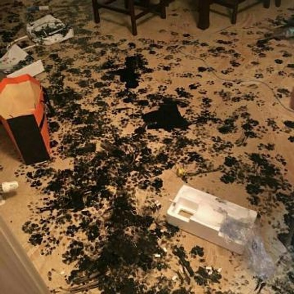 7. "Отдам хаски бесплатно"