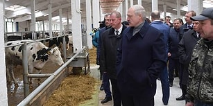 Belarus Cumhurbaşkanı Çiftlik Çalışanlarını Azarladı: 'Şu İneklere Bak B.k İçinde, Kovuldunuz'