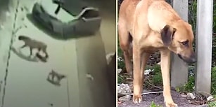 Yolda Emzirdiği İki Yavrusunu Araç Çarpması Sonucu Kaybeden Köpeğin Yürekleri Dağlayan Çaresizliği