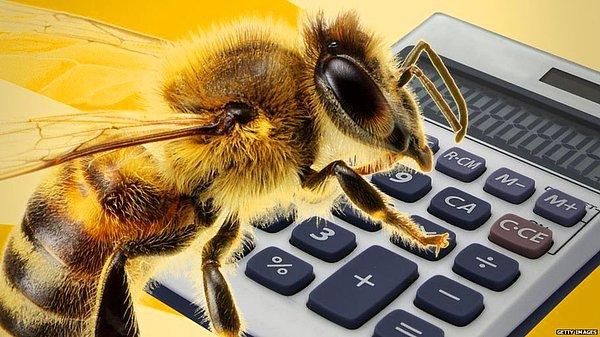 10. Bal arılarının temel matematik işlemlerini öğrenebilecek kadar zeki oldukları keşfedildi.