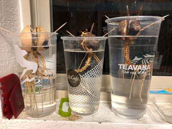 45. "Вы не подумайте ничего. Моя жена зачем-то выращивает авокадо"