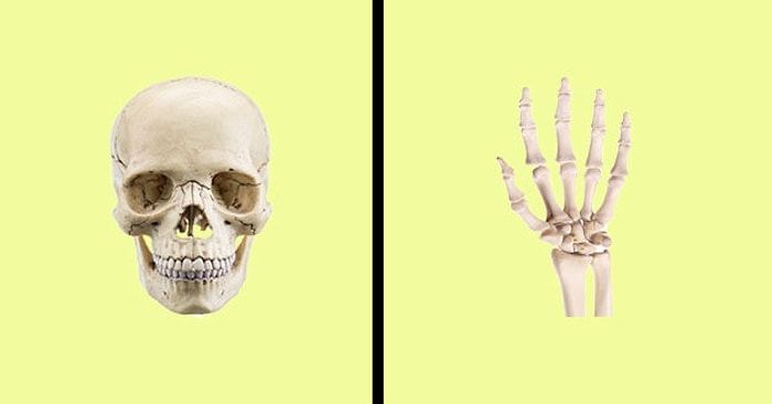 Анатомический тест: Как хорошо вы знакомы с собственным скелетом?