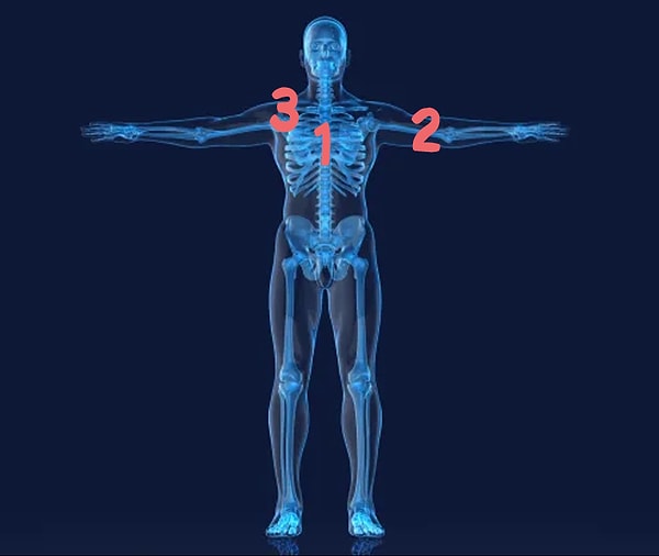 4. Какая цифра находится в месте, где у человека грудина?