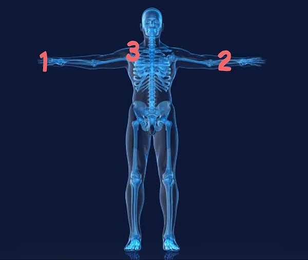 5. Знаете, где лучевая кость?