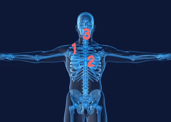7. А в данном случае ключица находится под цифрой...