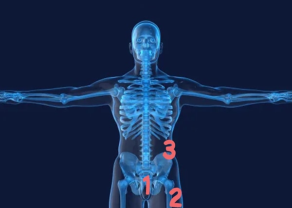 10. Какая цифра находится в месте, где у человека копчик?
