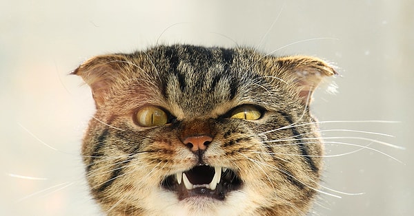 5. Ваши мысли: