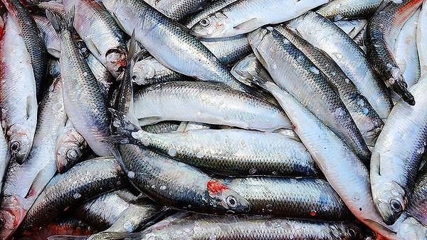 5. Какая из этих стран является лидером по улову рыбы?