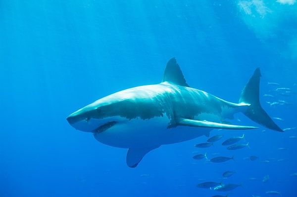 4. Акула чувствует запах крови в 100 литрах воды.