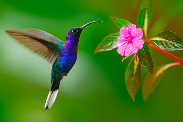 8. Колибри - это единственная птица, способная летать назад.