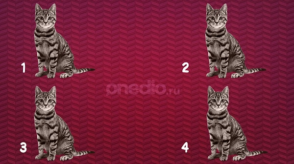 2. А что насчет котенка?