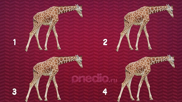 10. И, наконец, какой жираф отличается в данном случае?