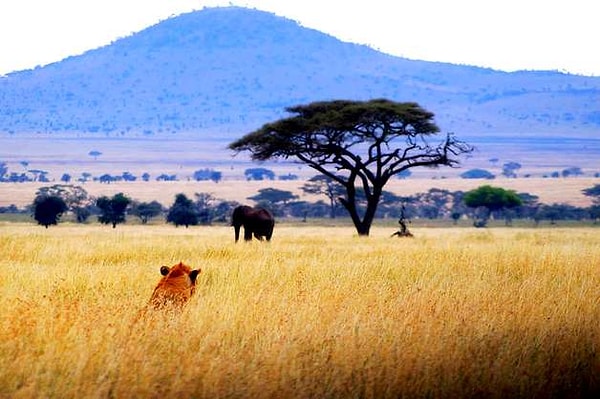 4. Саванна - самая распространённая природная зона Африки