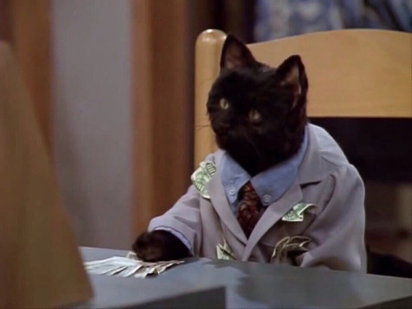 14. А где появлялся данный котик?