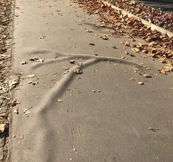 10. Корни деревьев под асфальтом
