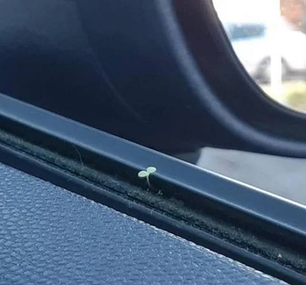 13. "Эта кроха растет в окне моей машины"