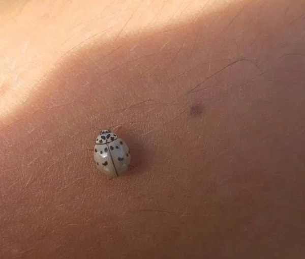 17. Божья коровка-альбинос