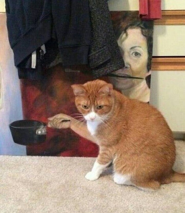 1. "Где мой ужин, хозяин?"