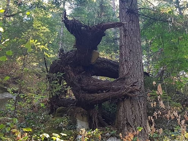 7. Не дай Бог увидеть это ночью!